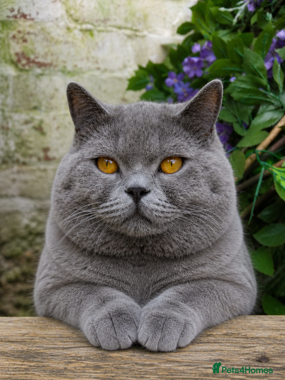 British Shorthair cats British Shorthair Stud  - Advert 16