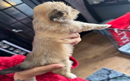 Lhasa Apso dogs for sale: Lhasa apso - Image 5