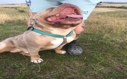 American Bully dogs for stud: American Pocket Bully STUD. ABKC reg Lilac TRI - Image 5