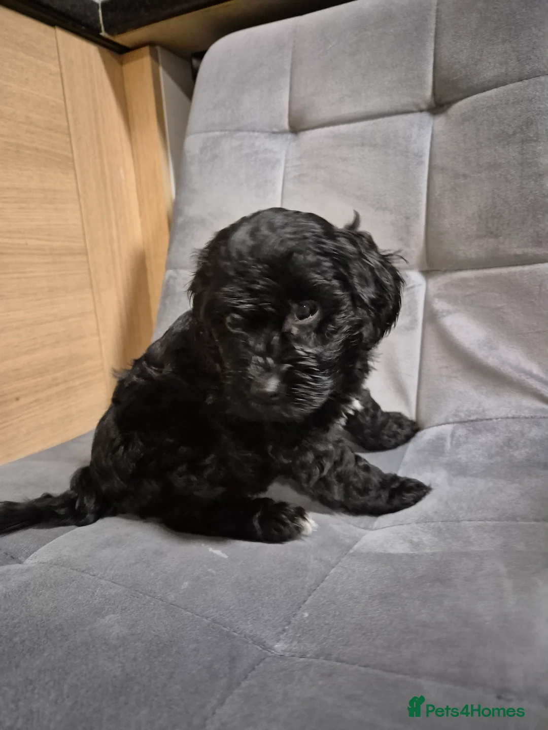 Cockapoo dogs for sale: 7 Cockapoo puppies - Advert 10