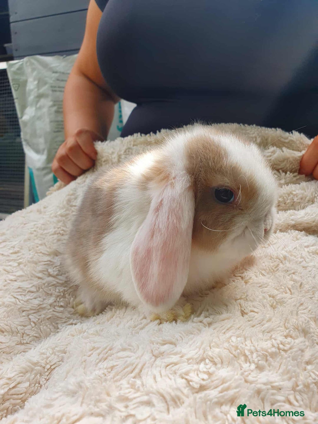 Lionhead rabbits for sale: Lion Lop Bunnies  - Image 5