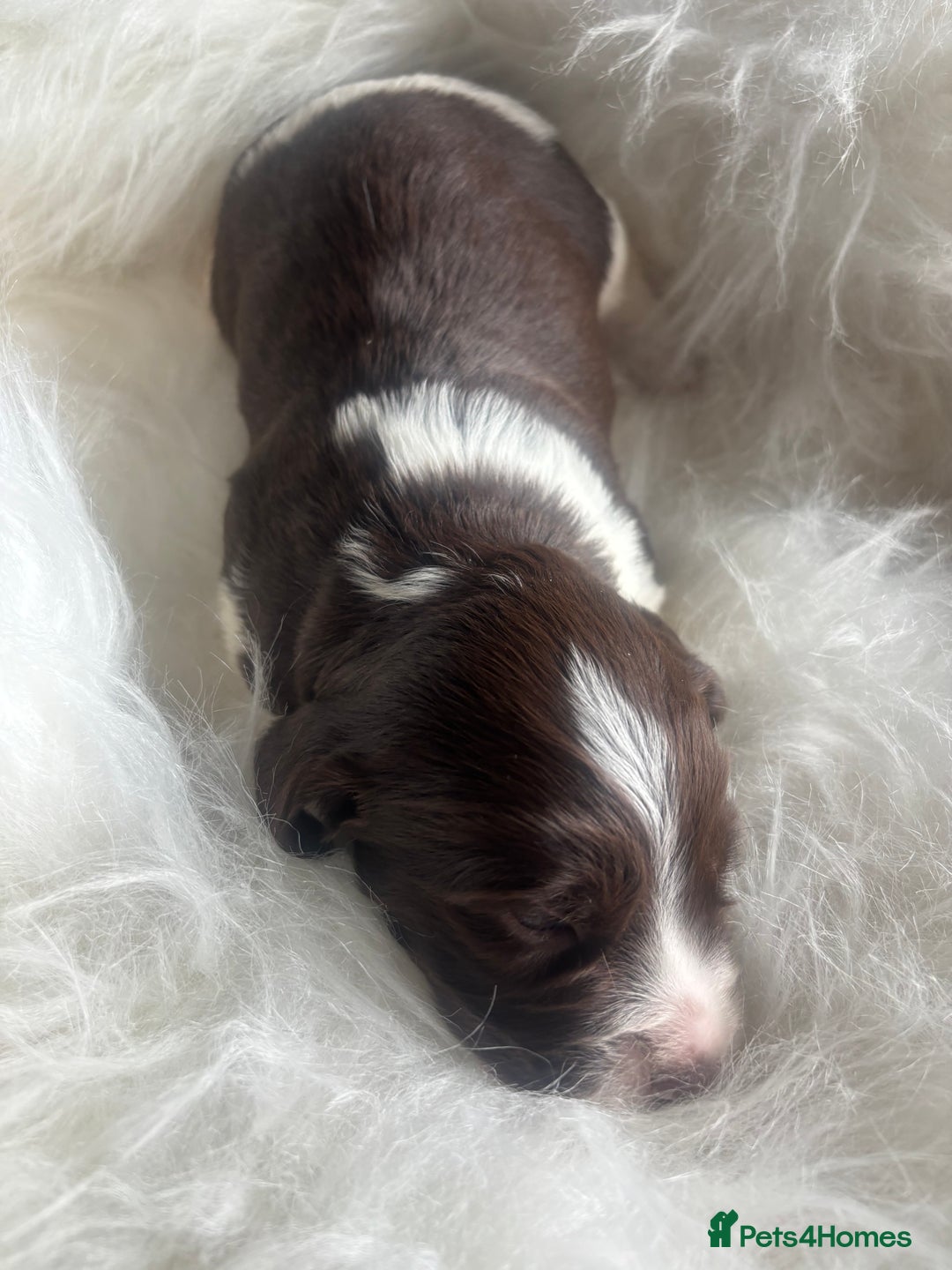 Sprocker dogs for sale: VET CHECKED HEALTHY AND READY TO LEAVE  - Advert 16