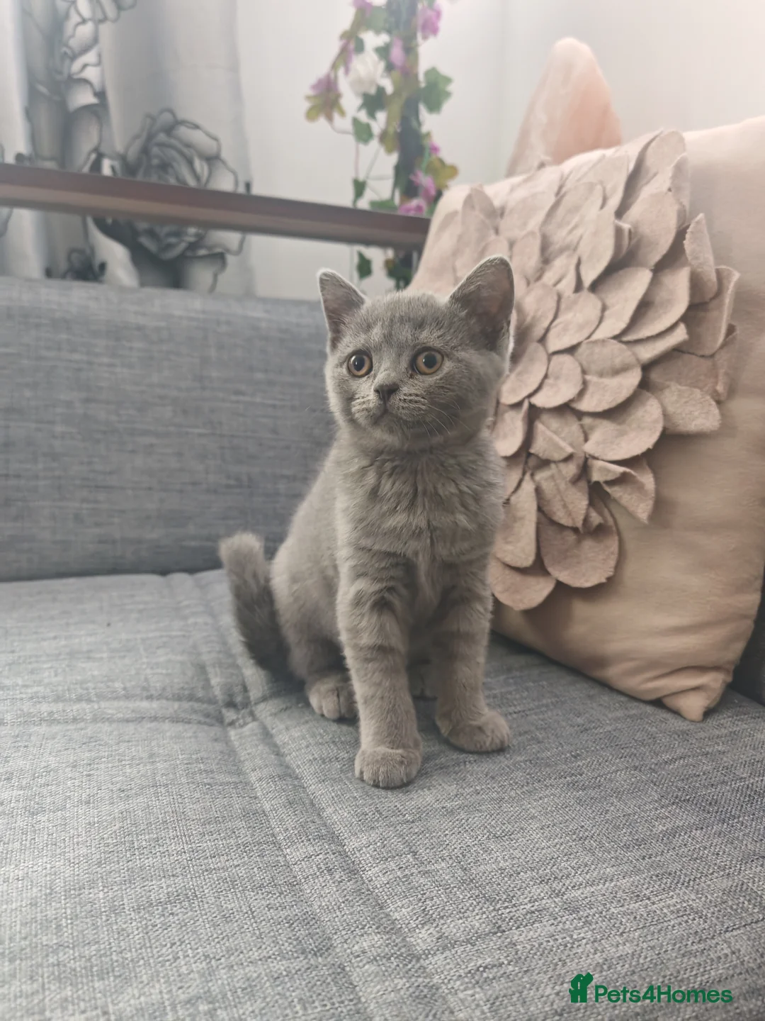 British Shorthair cats for sale: Blue male British shorthair brothers in Blackburn - Advert 2