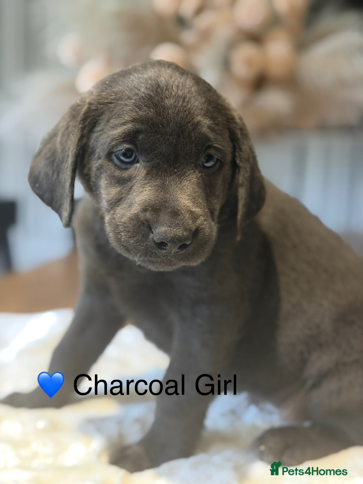 Labrador Retriever dogs Stunning Silver/Charcoal Labrador pups - Advert 1