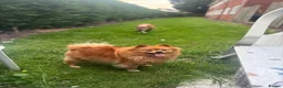 Pomeranian dogs for sale: Beautiful Pomeranian Girl  - Advert 2
