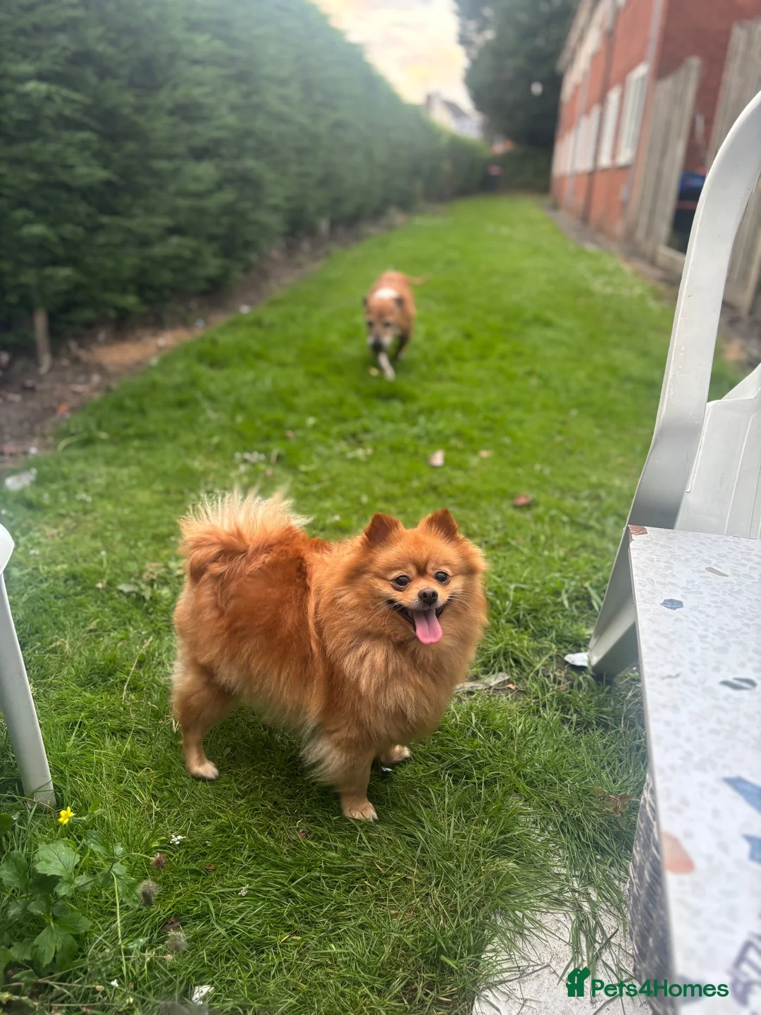 Pomeranian dogs for sale: Beautiful Pomeranian Girl  - Advert 2