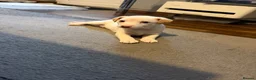 Jack Russell dogs for sale: Jack Russell in Bridgend - Advert 6