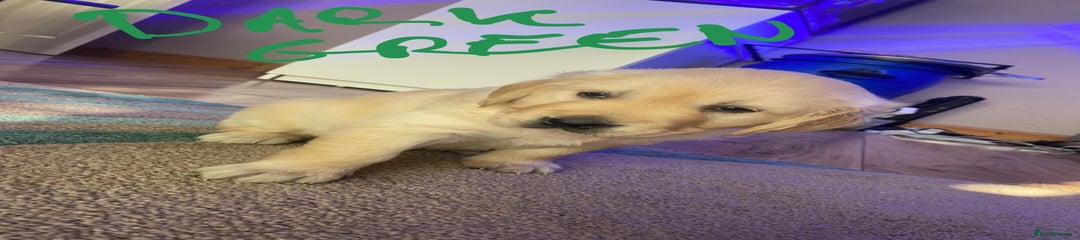 Dark green collar male