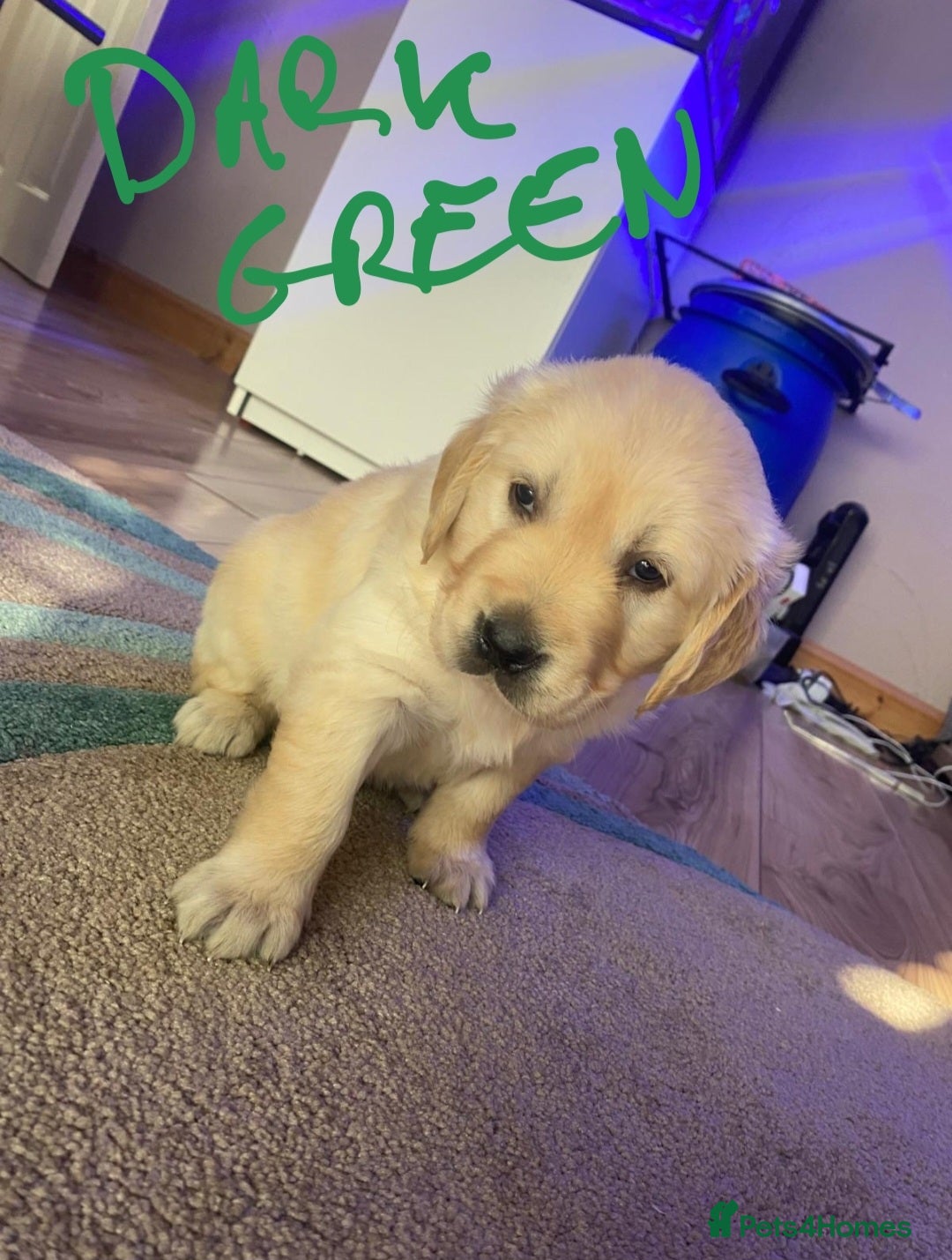 Golden Retriever dogs for sale: Gorgeous KC registered golden retriever puppys - Image 19