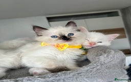 Ragdoll cats for sale: Registered Ragdoll kittens LAST GIRL HCM/PKD clear - Image 16