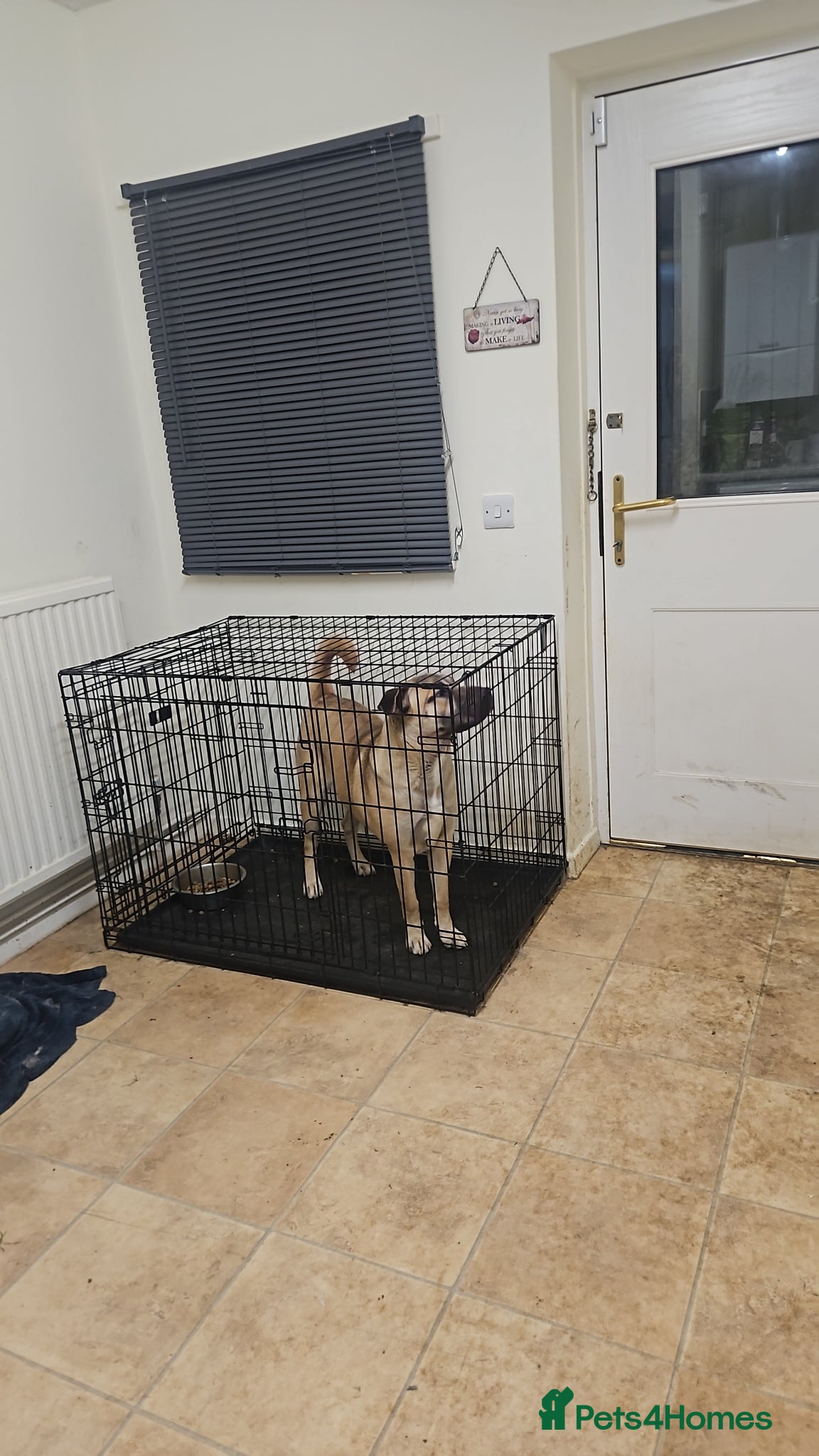 Mixed Breed dogs Belle  - Advert 2