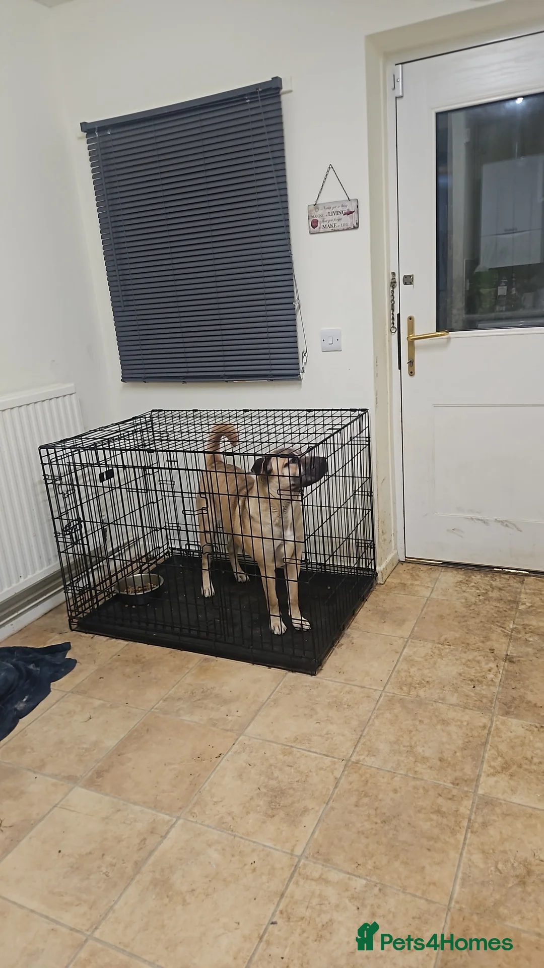 Mixed Breed dogs for sale: Belle  - Advert 1