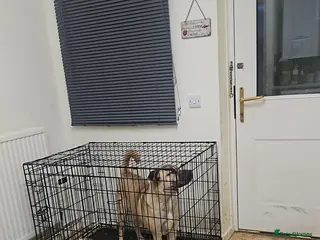 Mixed Breed dogs Belle - Advert 2