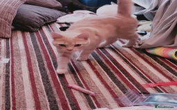 British Shorthair cats for sale: Biscuit - Image 2