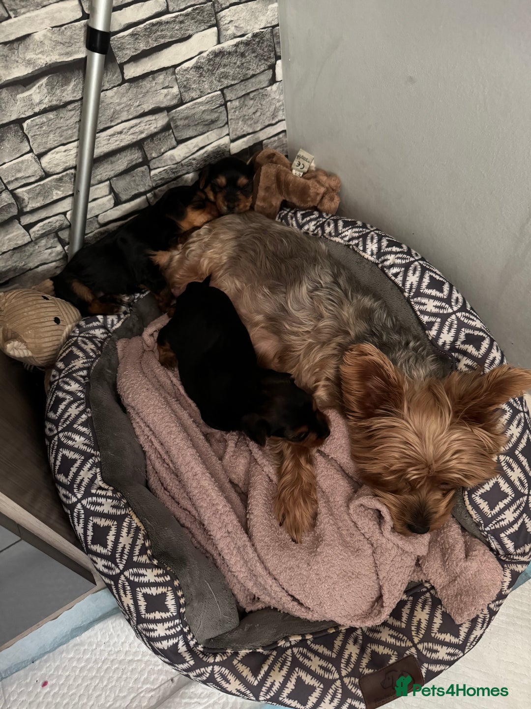 Yorkshire Terrier dogs for sale: Two gorgeous Yorkshire terrier puppies - Advert 1