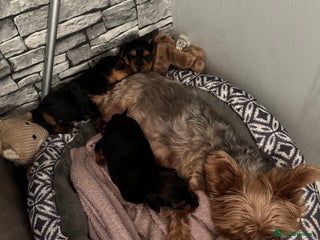 Yorkshire Terrier dogs Two gorgeous Yorkshire terrier puppies - Advert 1