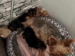 Yorkshire Terrier dogs Two gorgeous Yorkshire terrier puppies - Advert 4