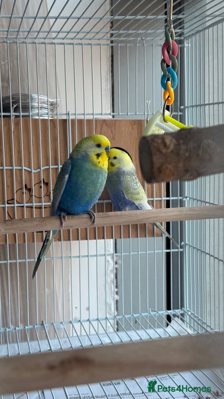 Budgerigars birds Pair of rainbow and clearwing budgies  - Advert 11