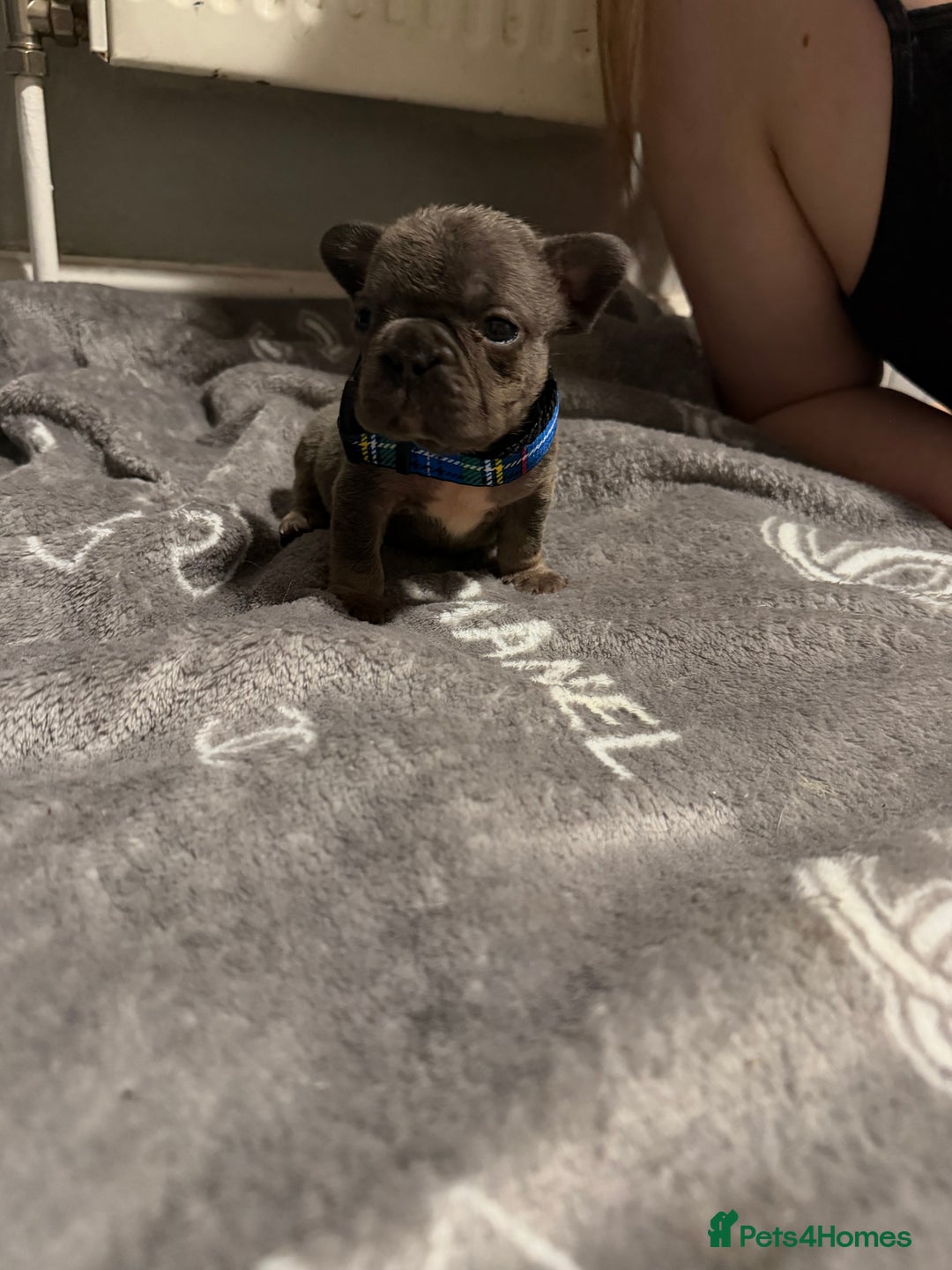 French Bulldog dogs for sale: French bulldog - Advert 7