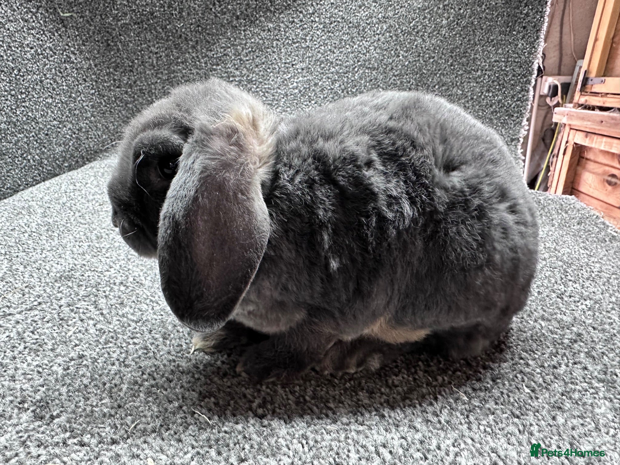 Mini Lop rabbits Mini plush lop boys - Advert 23