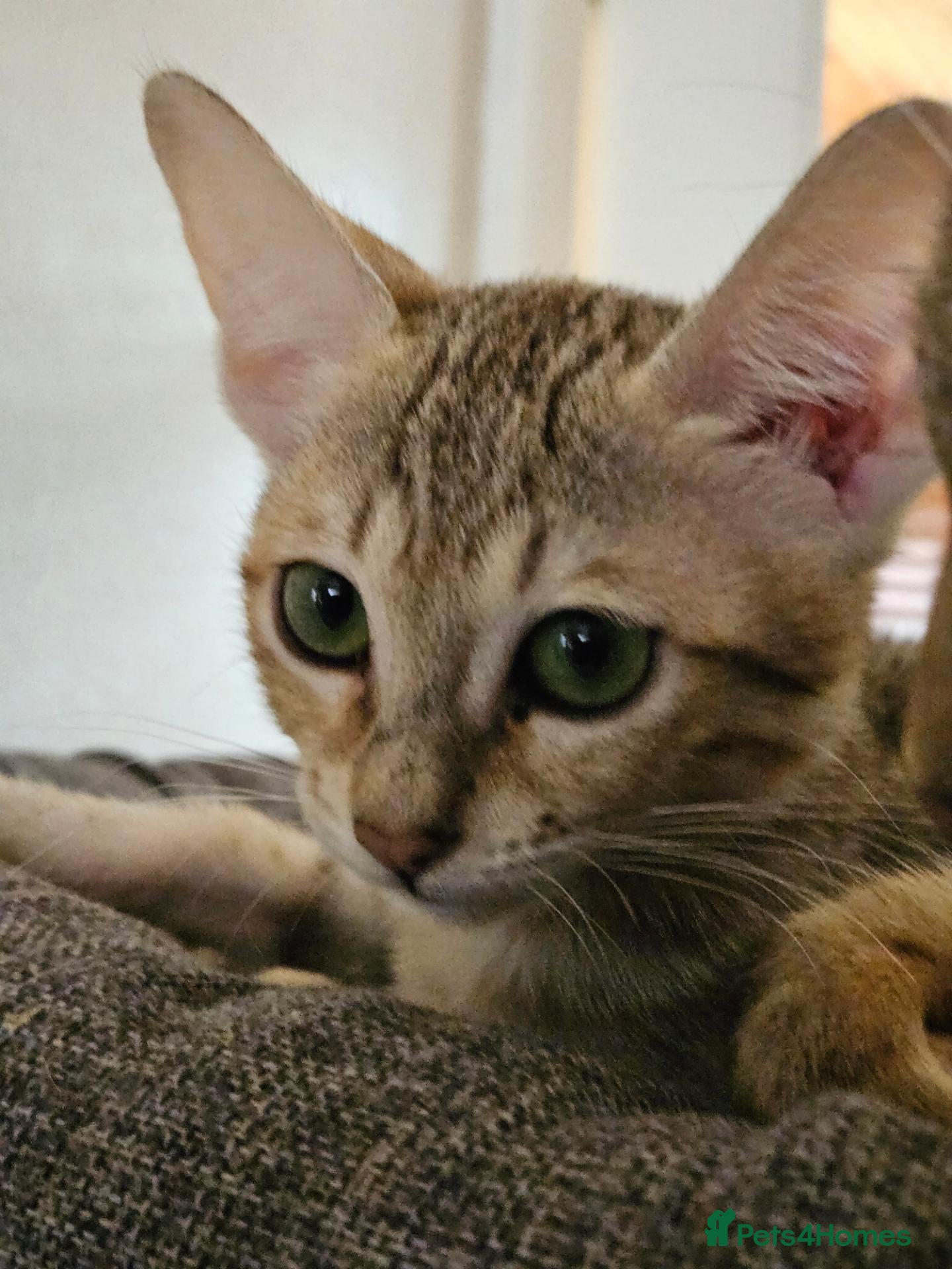 Savannah cats for sale: Stunning F5 SBT Savannah Kittens - Advert 2