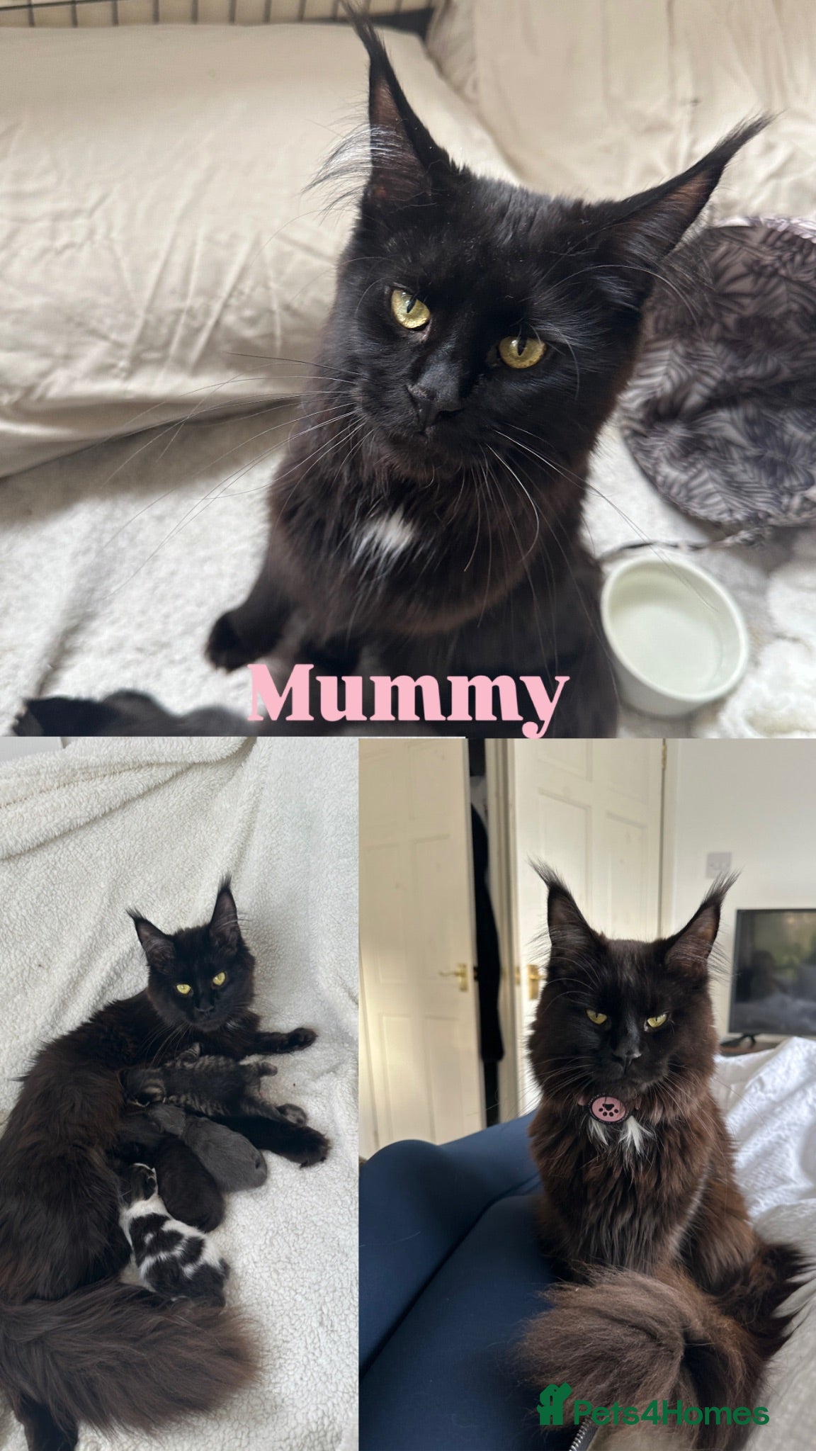 Maine Coon cats Mixed mane coon kittens  - Advert 1