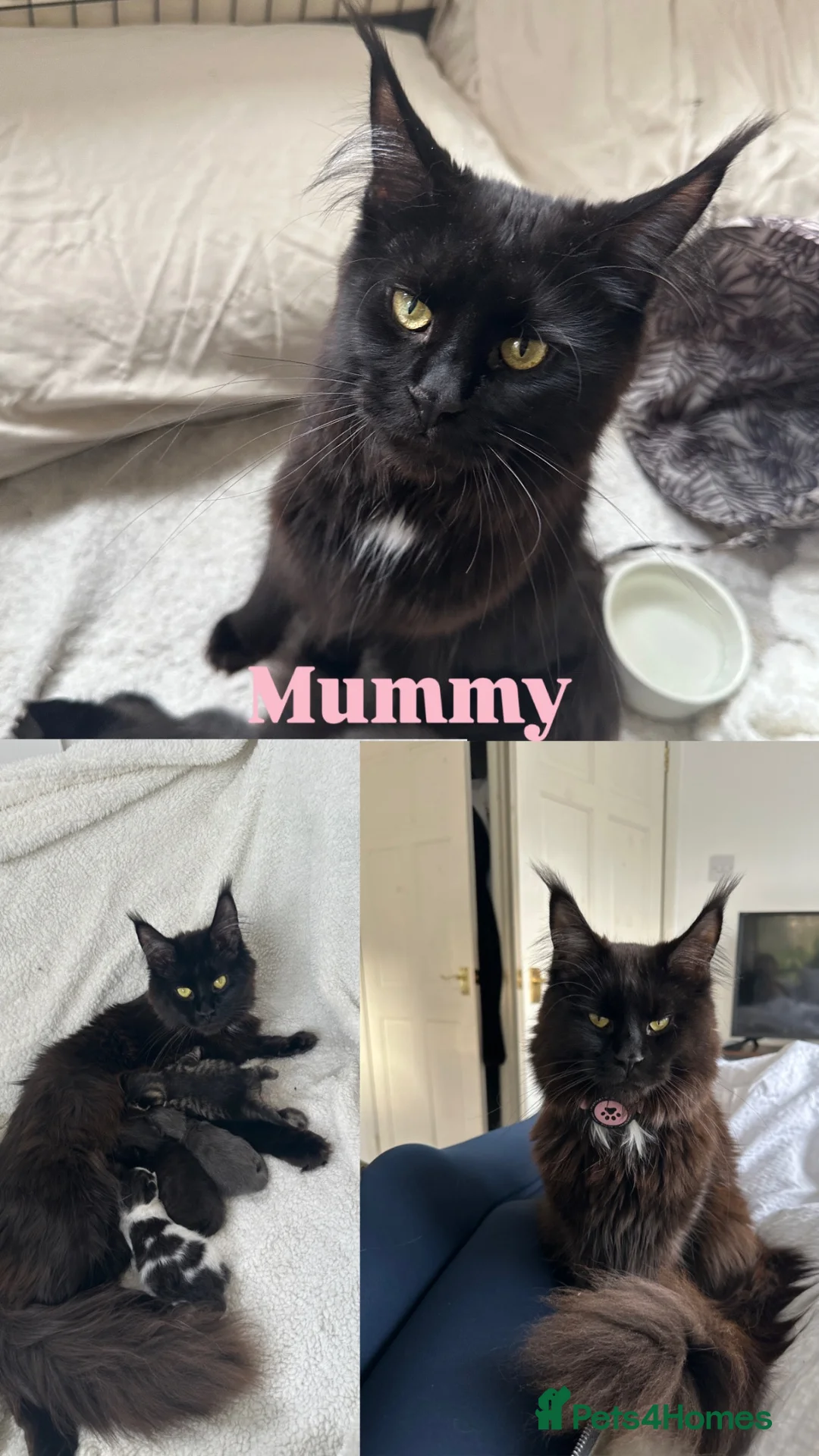 Maine Coon cats for sale: Mixed mane coon kittens  in Loughborough - Advert 1