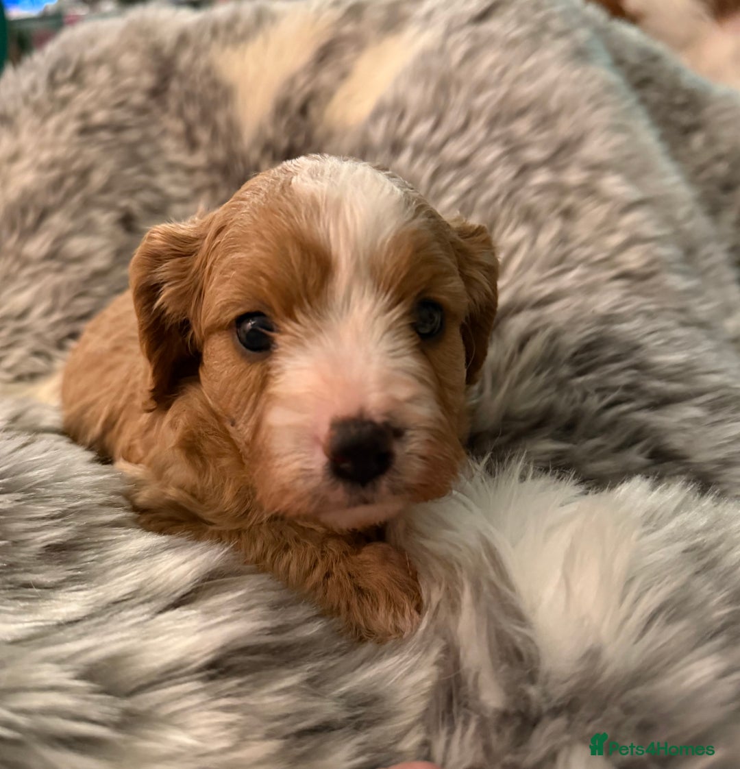 Cavapoo dogs for sale: Premium DNA Health Tested F1 Cavapoo Puppies - Advert 10