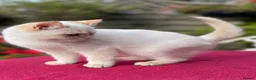 British Shorthair cats for sale: Blue Golden Golden CPT & Silver Tipped - Advert 19
