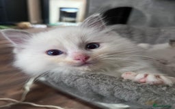 Ragdoll cats for sale: Stunning Ragdoll kittens for sale - Image 8