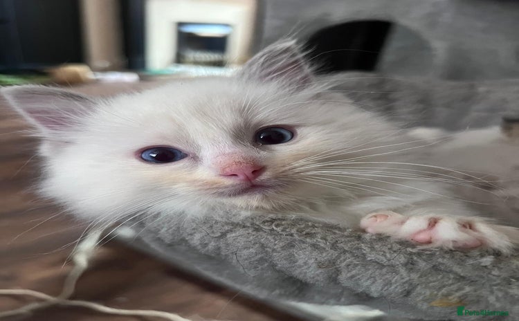Ragdoll cats - Advert 11