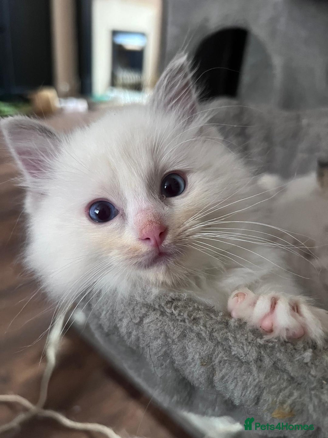 Ragdoll cats for sale: Stunning Ragdoll kittens for sale - Image 8