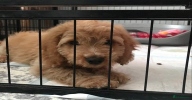 Cockapoo dogs - Advert 4