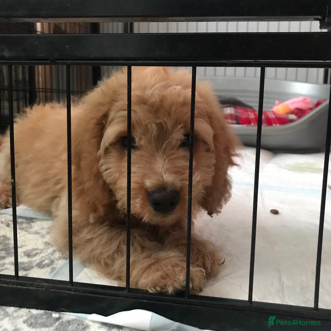 Cockapoo dogs for sale: 🐩🐶STUNNING F1 COCKAPOO PUPPIES🐶🐩 - Image 2