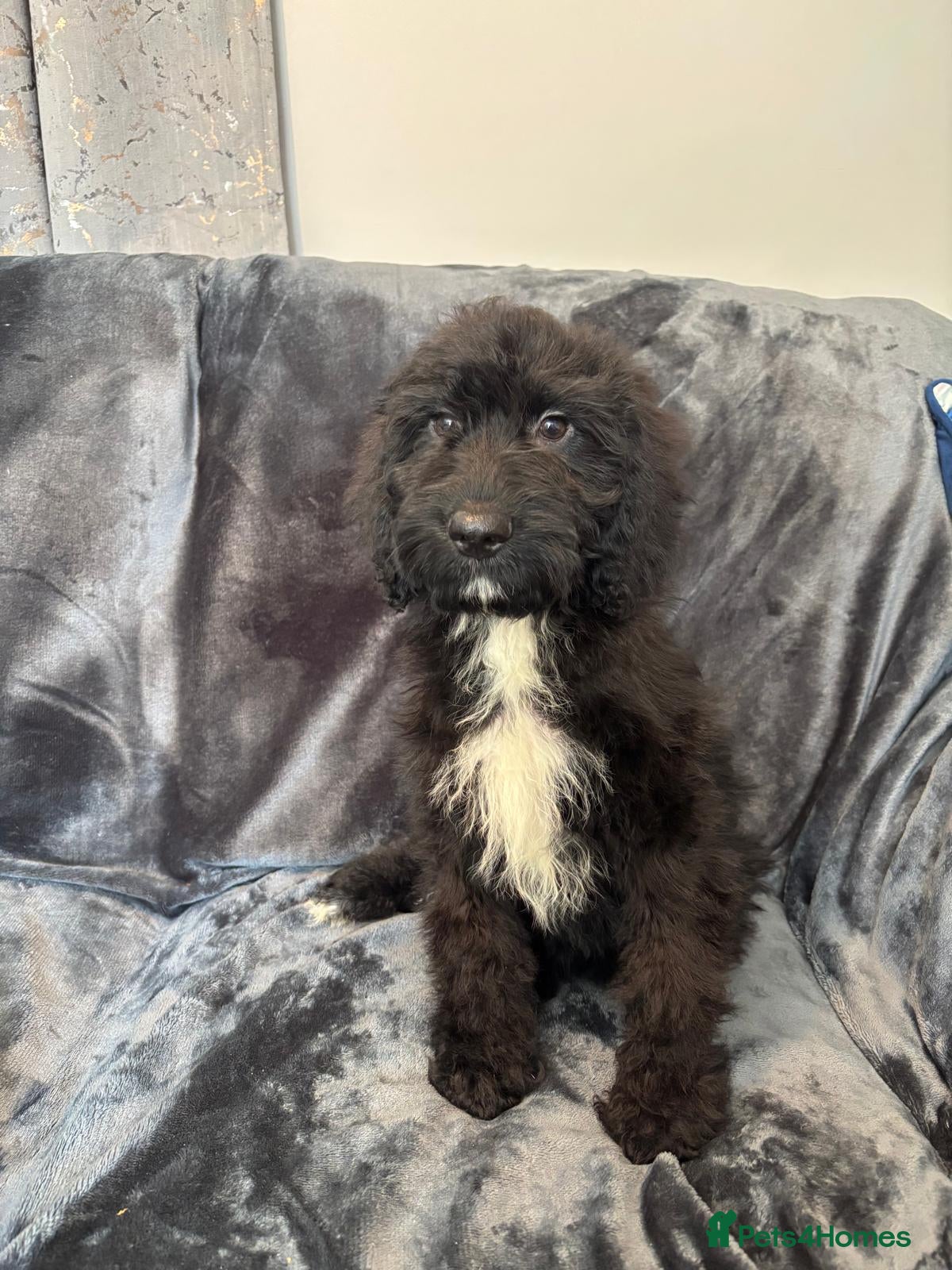 Cockapoo dogs Beautiful F1 Cockapoos Fully  Vaccinated Ready Now - Advert 4