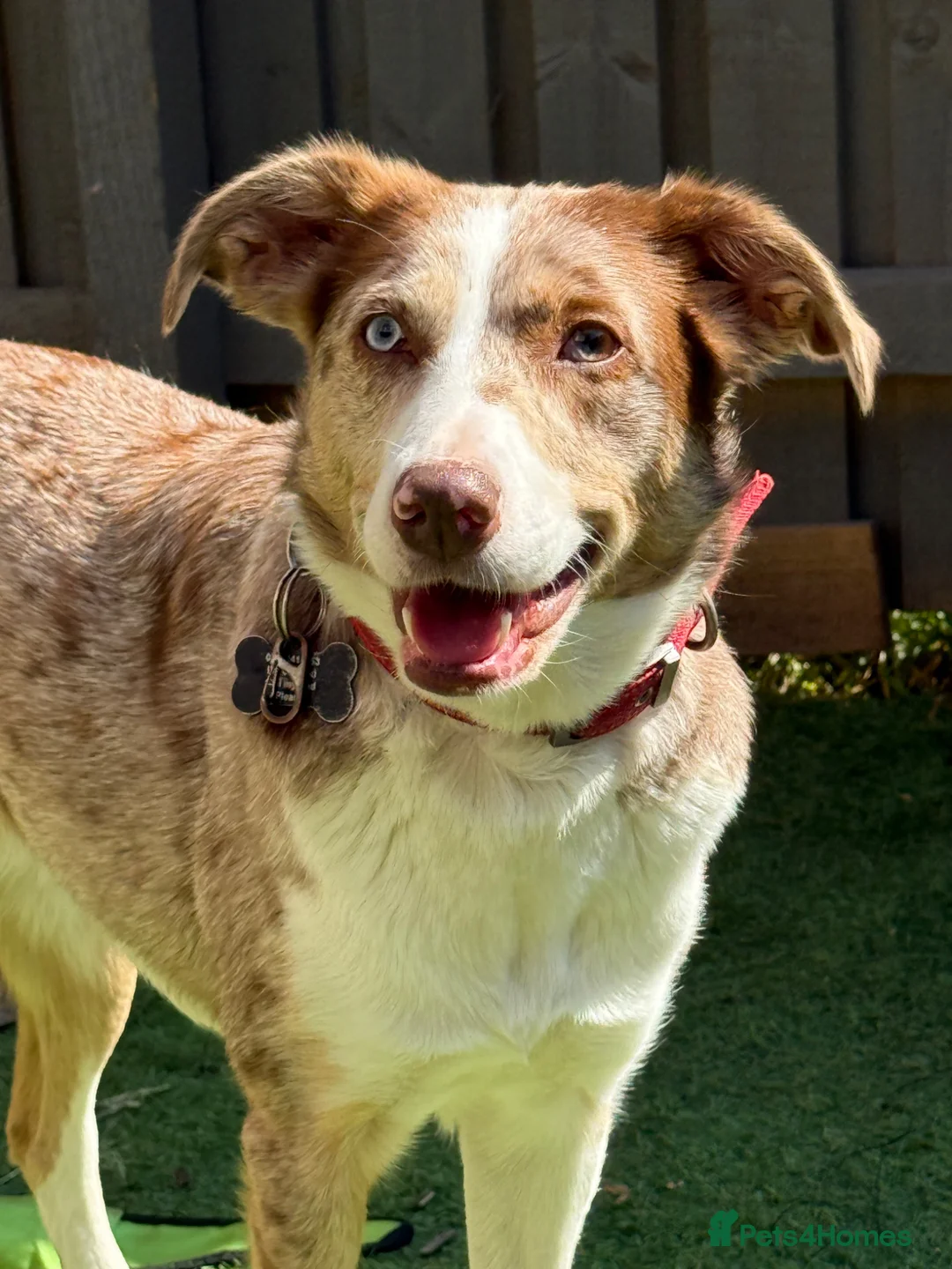 Mixed Breed dogs for sale: Amazing French Bulldog x puppy - Advert 2