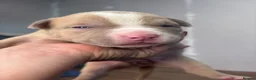 American Bully dogs for sale: Pocket bully pups  in Newcastle upon Tyne - Advert 7