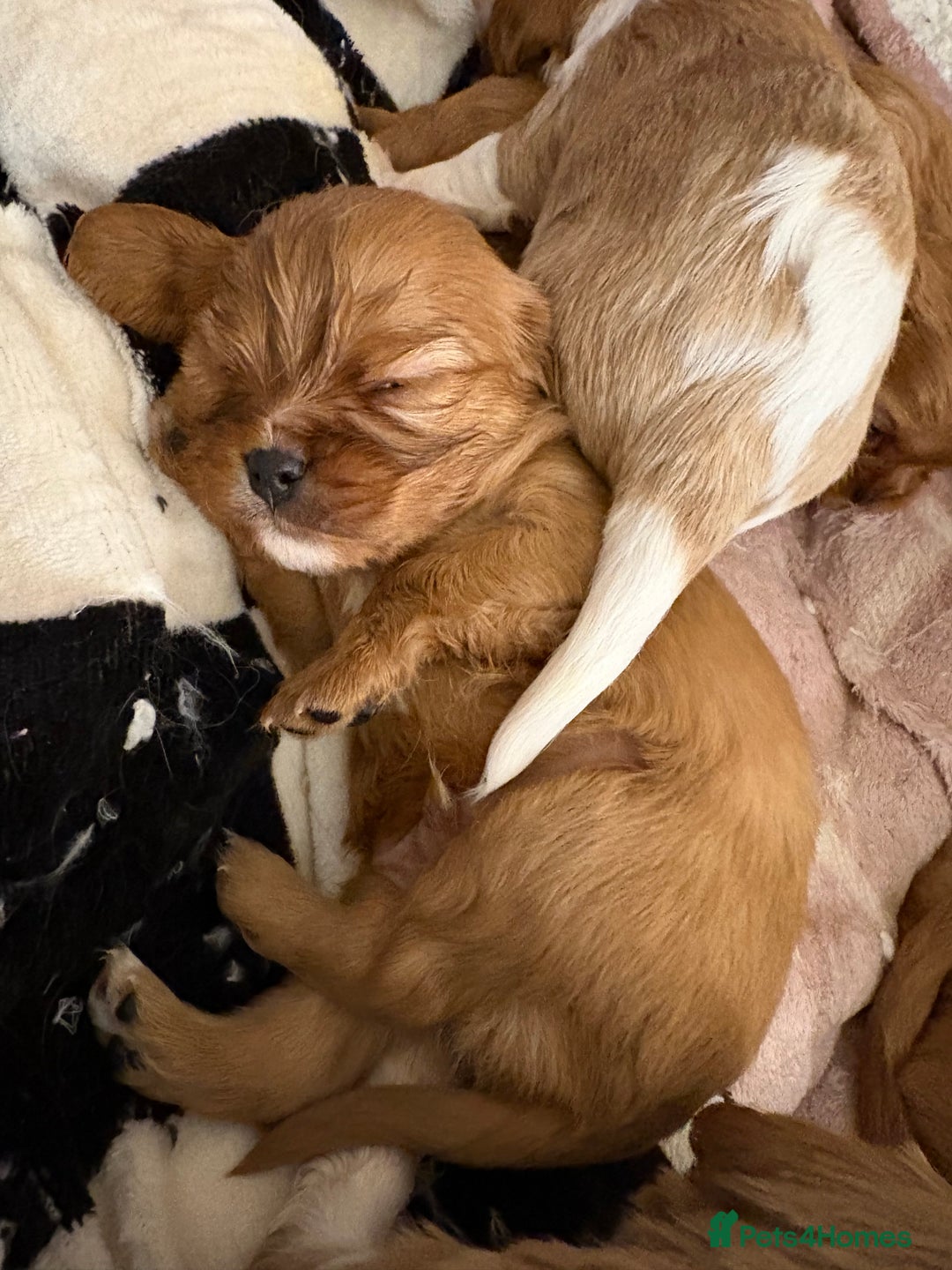 Cavalier King Charles Spaniel dogs for sale: puppies for sale💕🍼🫶🏼 - Advert 5