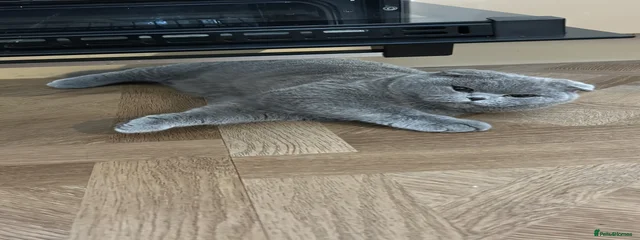 Mimi