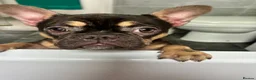 French Bulldog dogs for sale: MAEVE - Advert 4