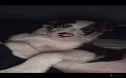 Border Collie dogs for sale: Blue merle border collie - Image 7