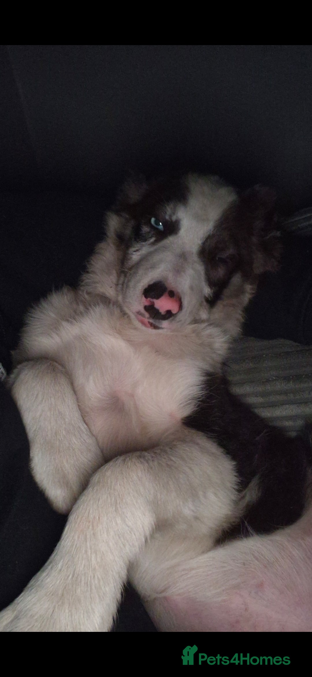 Border Collie dogs for sale: Blue merle border collie - Image 7
