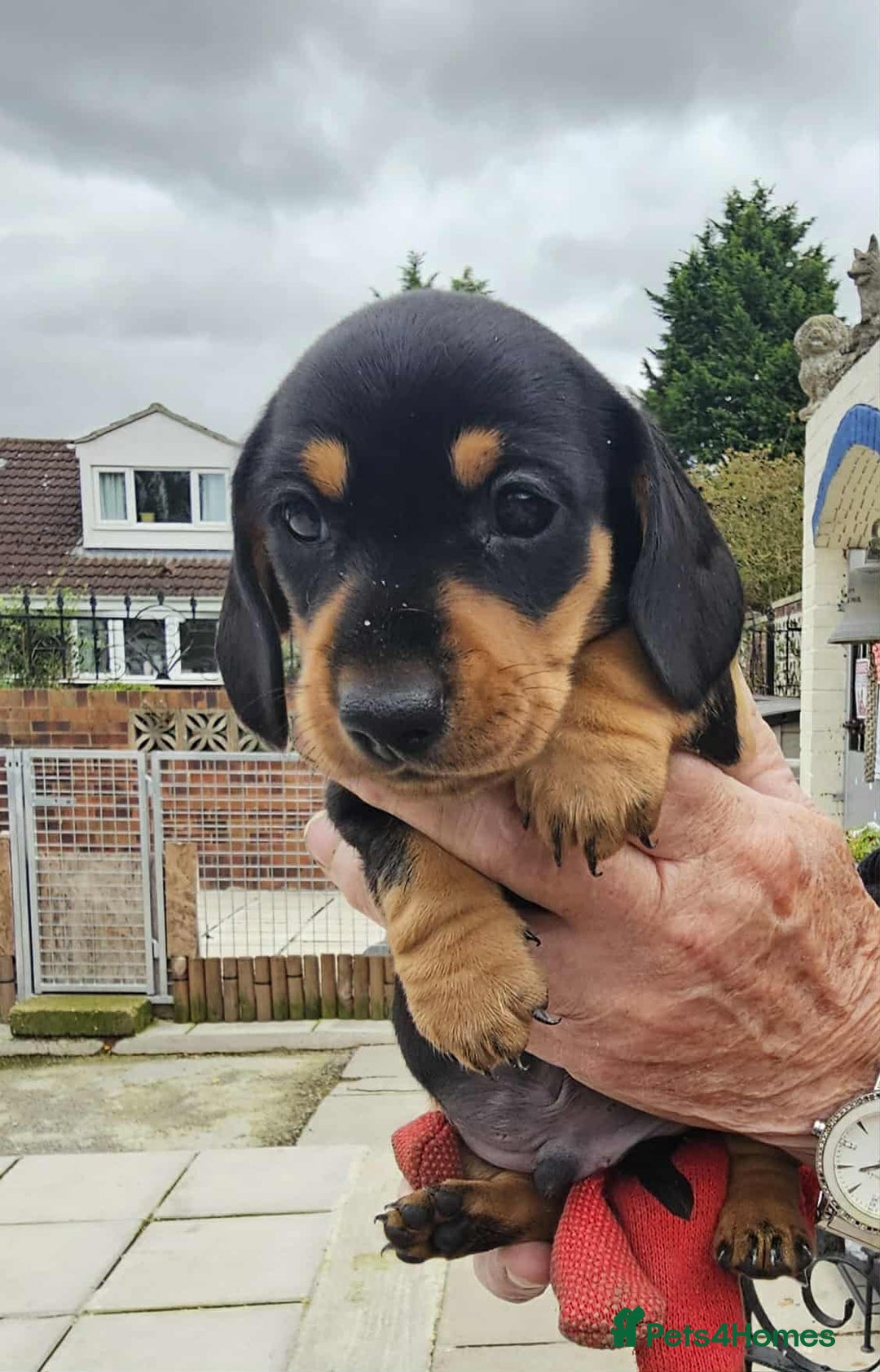 Miniature Dachshund dogs for sale: Miniature smooth haired dachshunds  - Image 10