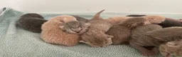 British Shorthair cats for sale: STUNNING LITTER OF RARE COLOUR KITTENS  - Advert 16