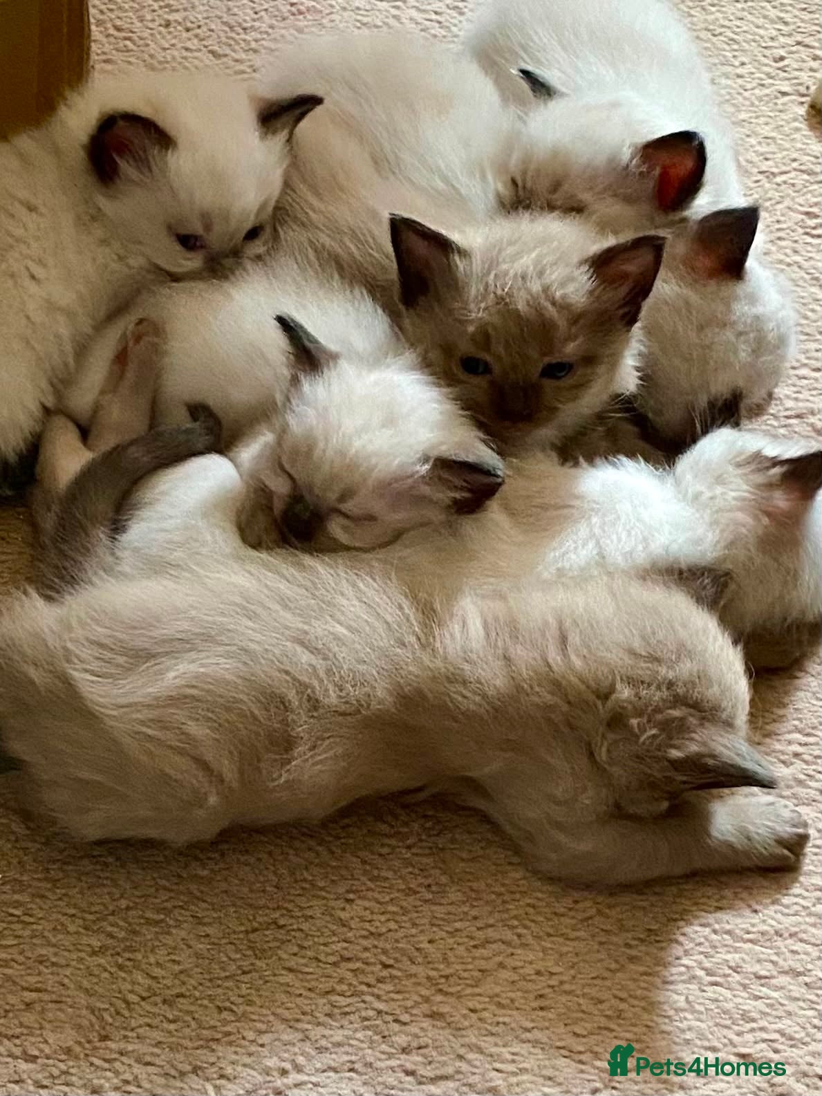 Ragdoll cats Pure bred Ragdolls need loving homes - Advert 2