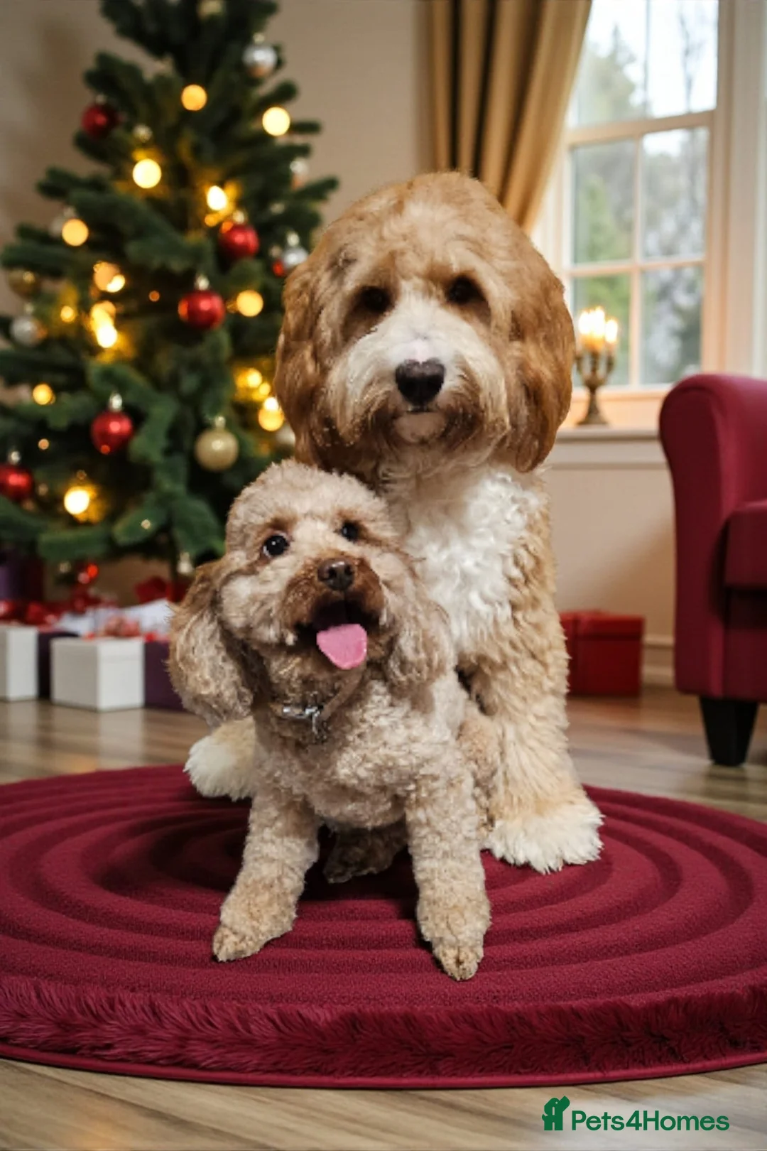 Australian Labradoodle dogs for sale: Australian Labradoodle puppies  - Advert 10