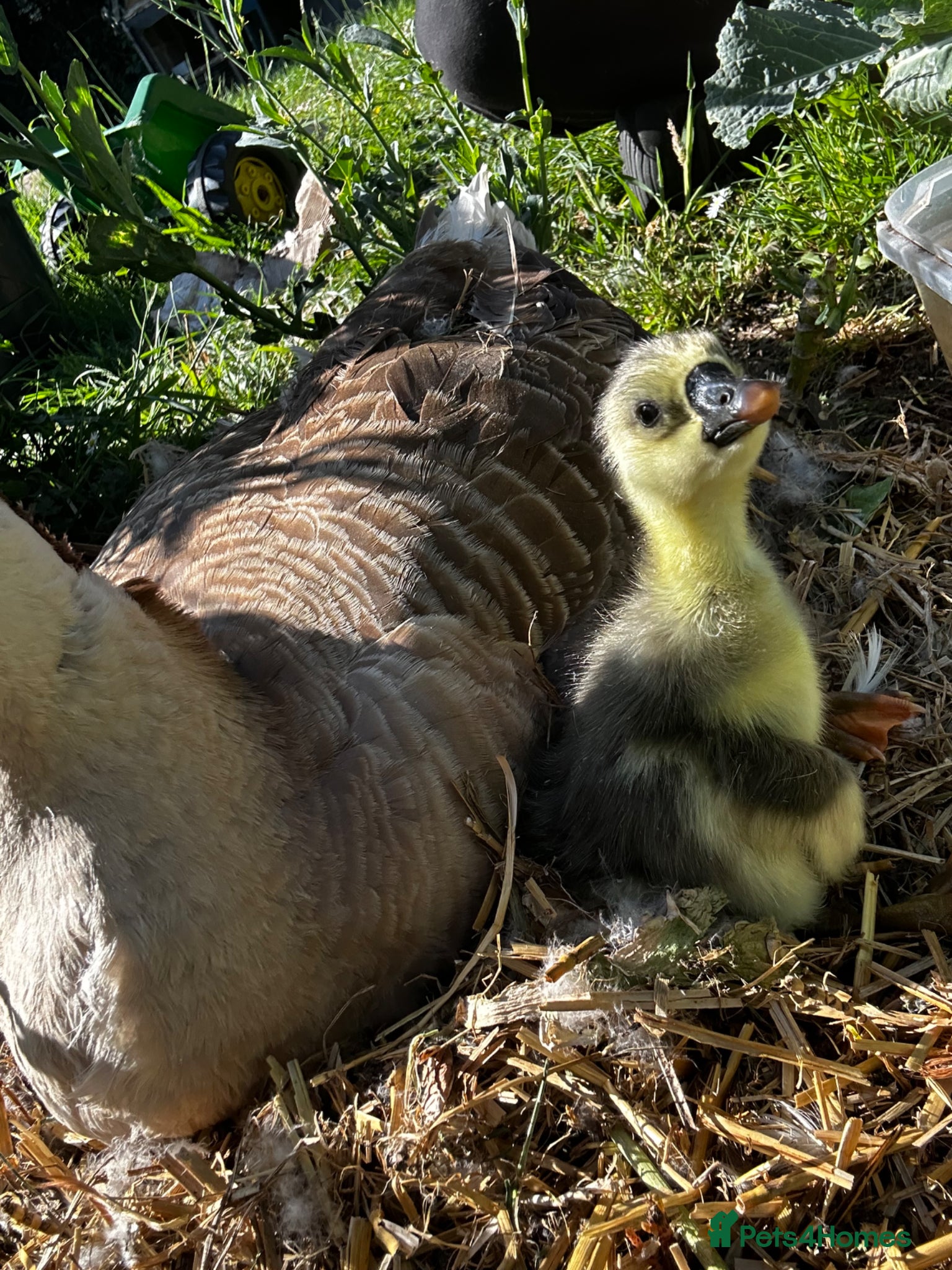 Geese poultry for sale: Chinese goslings  in Boston - Advert 1