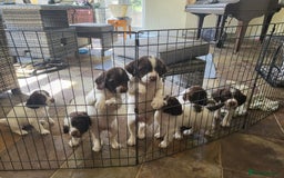 English Springer Spaniel dogs for sale: Working English Springer Spaniel Puppies - Image 1