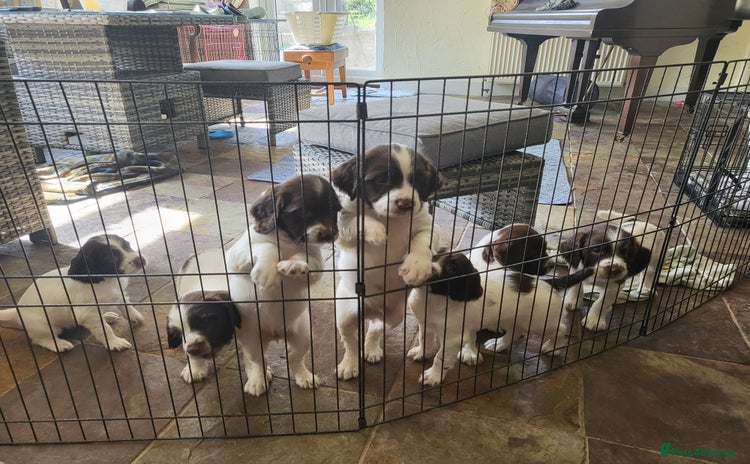 English Springer Spaniel dogs - Advert 1