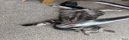 Bengal cats for sale: READY NOW ActiveTICA SilverCharcoal Bengal Kittens - Advert 7
